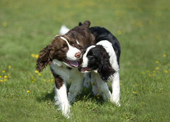 Akc English Springer Spaniels Liver & White - Dog Breeders