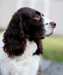 Quality Akc & Ukc English Springer Spaniels - Dog and Puppy Pictures