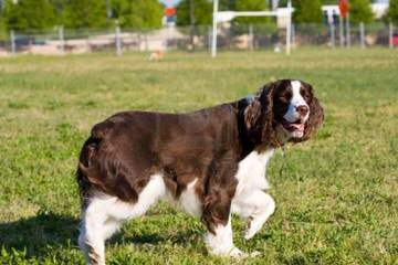 Akc English Springer Spaniels Liver & White - Dog and Puppy Pictures