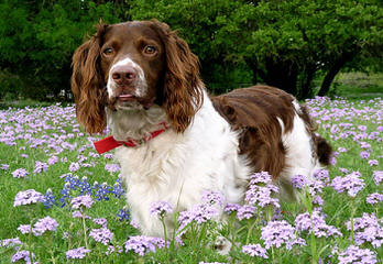 A K C English Springer Spanials - Dog Breeders