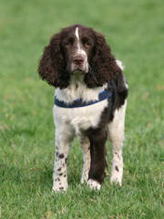 Prairie Springers - Dog Breeders