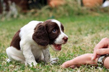 Field Breed Springer Spanials - Dog and Puppy Pictures