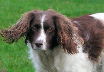 Akc English Springer Spaniels - Dog and Puppy Pictures