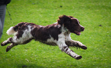 Beautiful 9 Week-Old Liver Male - Dog Breeders