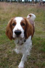 A K C English Springer Spanials - Dog and Puppy Pictures