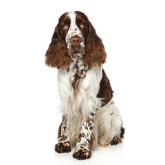 Springer Spaniel Male For Stud - Dog Breeders