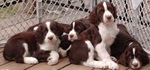 Springer Spaniel Male For Stud - Dog Breeders