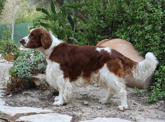 1St And 10 English Springer Spaniels - Dog Breeders