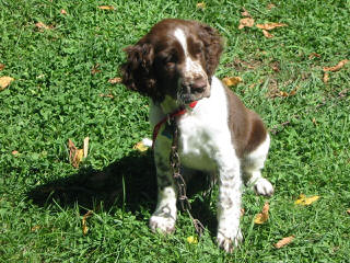 English Springers Spaniels - Dog and Puppy Pictures