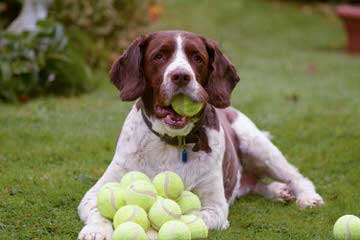 English Springer Spaniel Puppies - Dog Breeders