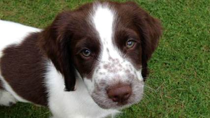 Springer Spaniel Male For Stud - Dog and Puppy Pictures