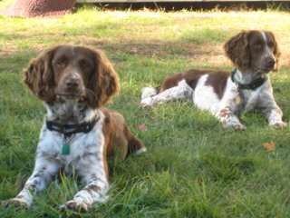 Beautiful 9 Week-Old Liver Male - Dog Breeders