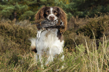 Cedarhome Springers - Dog Breeders