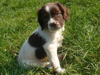 Prairie Springers - Dog Breeders