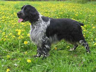 English Springers Spaniels - Dog and Puppy Pictures