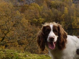 Cedarhome Springers - Dog and Puppy Pictures