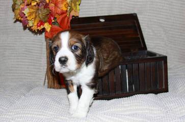 Springer Spaniel Male For Stud - Dog Breeders