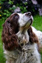 Akc English Springer Spaniels - Dog and Puppy Pictures