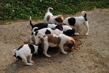 Mountain Treeing Feist Puppies - Dog Breeders