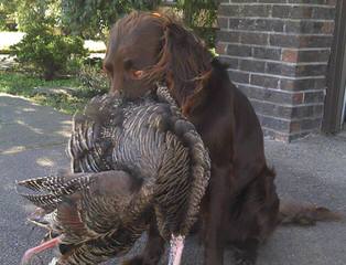 Westbrook hunting - Dog and Puppy Pictures