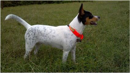 Cute And Cuddly Rat Terrier Puppies 4 Sale - Dog Breeders