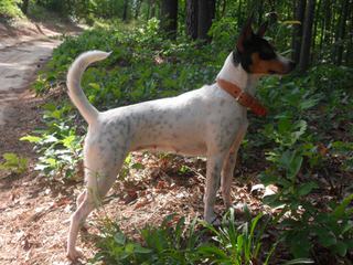 Mountain Treeing Feist Puppies - Dog Breeders