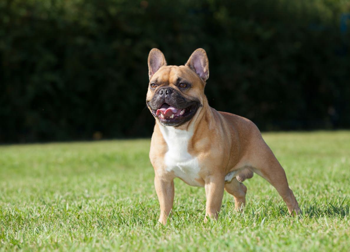 French Bulldog Dogs and Puppies