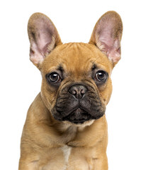 MAGNUM FRENCH BULLDOGS - Dog Breeders