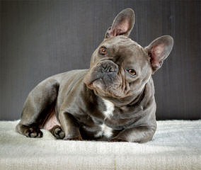 Funtimes French Bulldogs - Dog Breeders