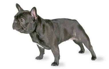 exquisitefrenchbulldogspuppies - Dog Breeders