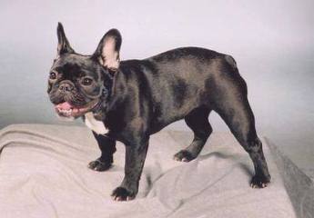 Funtime French Bulldogs - Dog Breeders