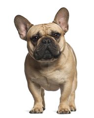 Frustyle Frenchies Russia - Dog Breeders