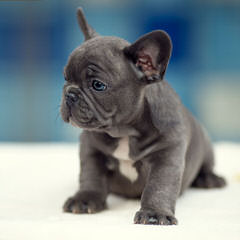 Maximumbull English & French Bulldogs 24 Years Of Breeding Exceptionnel Dogs - Dog Breeders
