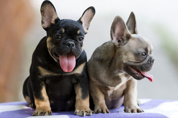 Beantown Frenchies - Dog and Puppy Pictures