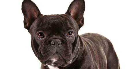 Moval Frenchies - Dog Breeders