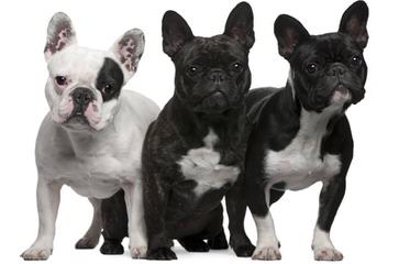 Sinkdogs3 - Dog Breeders