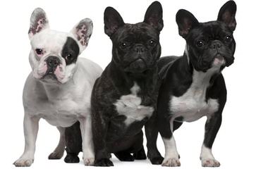 Designer French Bulldogs - Dog Breeders