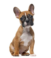 French Bull Dog Stud Service - Dog and Puppy Pictures