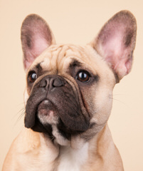 Frenchtons, French, Hybrids - Dog Breeders