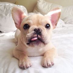 French Bulldog Stud-Orlando, Fl - Dog Breeders