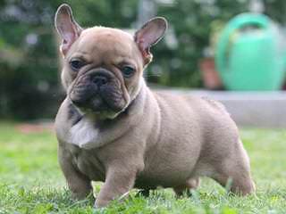 Action Alet French Bulldog - Dog Breeders