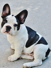 MAGNUM FRENCH BULLDOGS - Dog Breeders