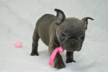 Akc Champion Bred All Star French Bulldogs - Dog and Puppy Pictures