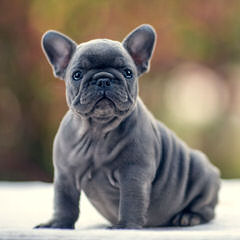 Smug Mug French Bulldog - Dog Breeders