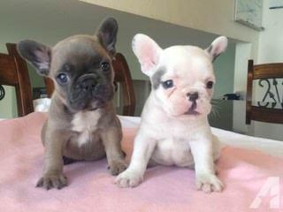 Outstanding Quality English & French Bulldog Puppies - Dog Breeders