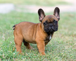 Frenchies 2 Luv - Dog Breeders