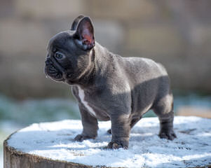 Divandachs Kennel – French Bulldog - Dog Breeders