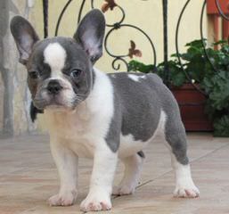 Designer French Bulldogs - Dog Breeders