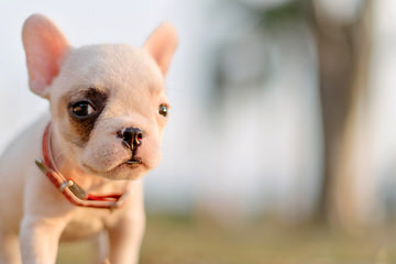 Outstanding Quality English & French Bulldog Puppies - Dog Breeders