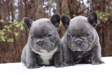 Action Alet French Bulldog Puppy - Dog Breeders